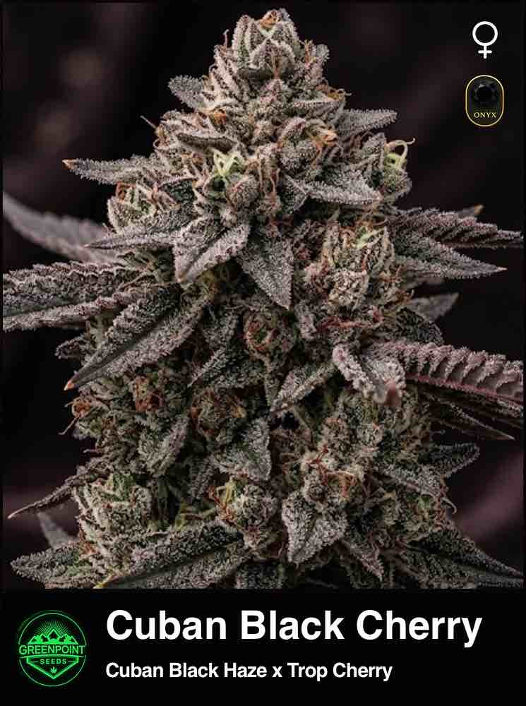 Cuban Black Cherry cannabis strain by Greenpoint Seeds